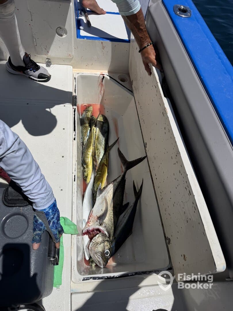 A variety of fish, including Mahi Mahi and Snapper, stored in a cooler on a fishing boat, showcasing a successful day on the water.