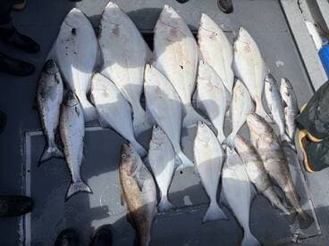 A variety of flatfish and salmon species displayed on the deck of a fishing boat, showcasing a successful day of fishing.