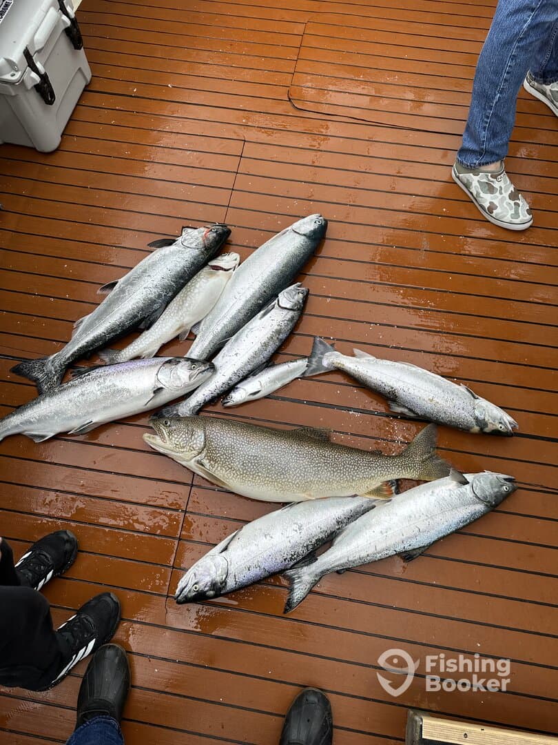 A variety of salmon species laid out on the deck of a fishing boat, showcasing a successful catch after a day of fishing.