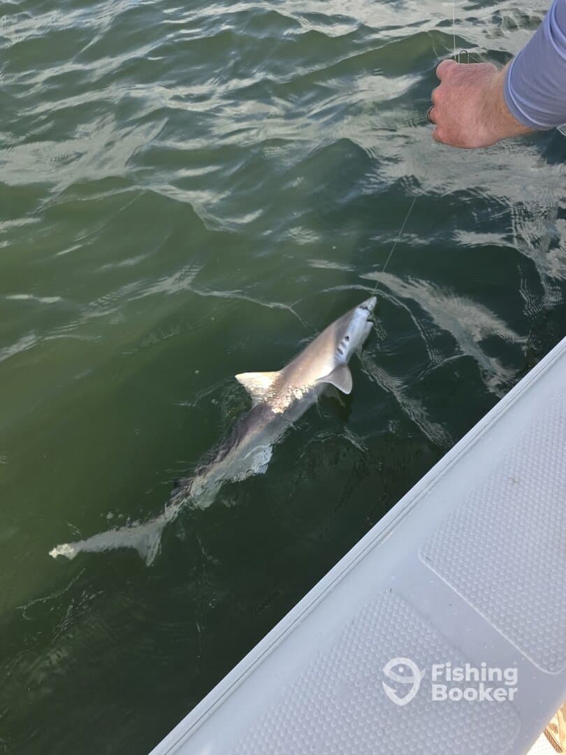 An angler reeling in a shark while fishing from a boat, showcasing the excitement of saltwater fishing.