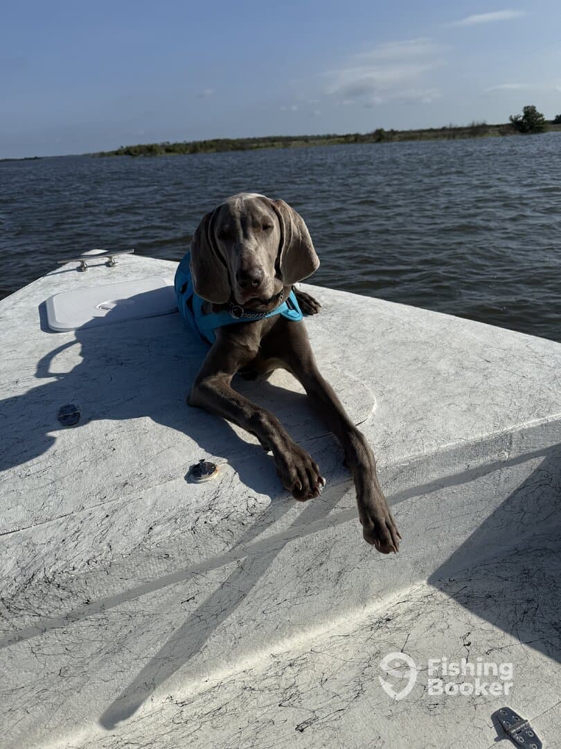 A Weimaraner relaxing on the bow of a boat, enjoying a sunny day on the water.