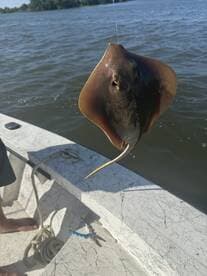 A stingray is being reeled in during a fishing trip on a river, showcasing the excitement of the catch.
