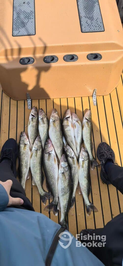 A collection of freshly caught Walleye laid out on the deck of a fishing boat, showcasing a successful fishing trip.