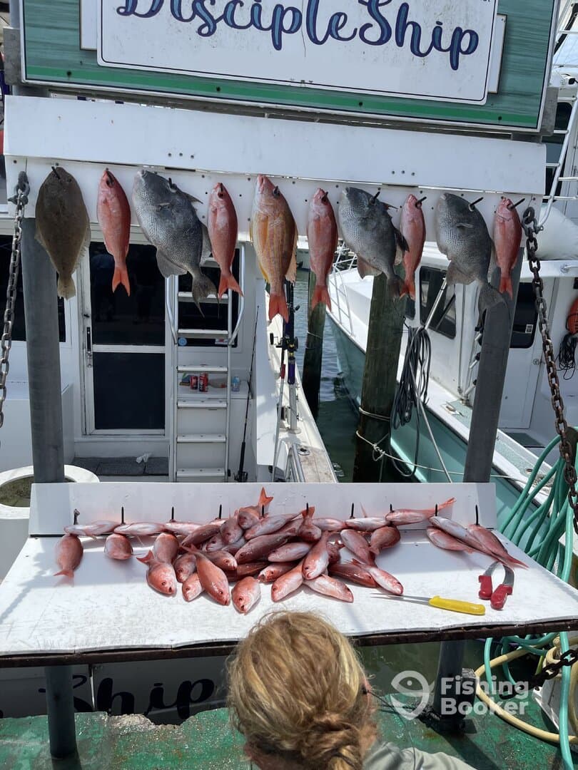 A variety of Snapper species displayed on a catch board at the dock, showcasing a successful fishing trip.