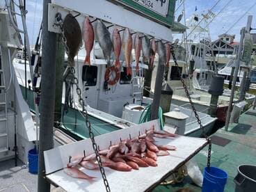 A variety of fish, including Snapper and Flounder, displayed on a catch board at a marina, showcasing a successful fishing trip.