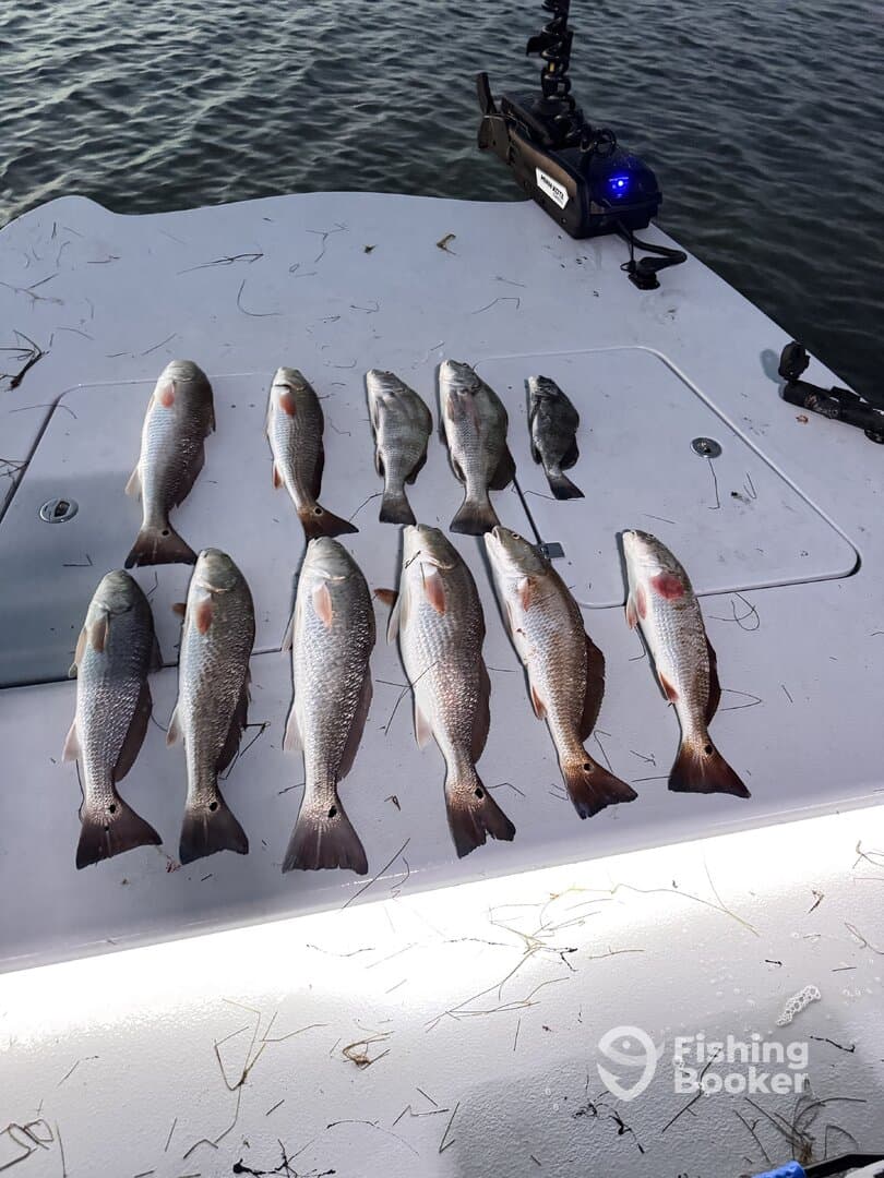 A variety of fish, including several Redfish, neatly laid out on the deck of a boat after a successful fishing trip.
