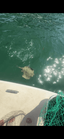 A fishing enthusiast is reeling in a stingray while enjoying a sunny day on the water.