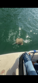 An angler is actively reeling in a stingray while fishing from a boat, showcasing the excitement of the catch in clear waters.