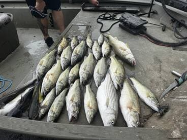 A variety of fish, including striped bass, laid out on the deck of a boat after a successful fishing trip.