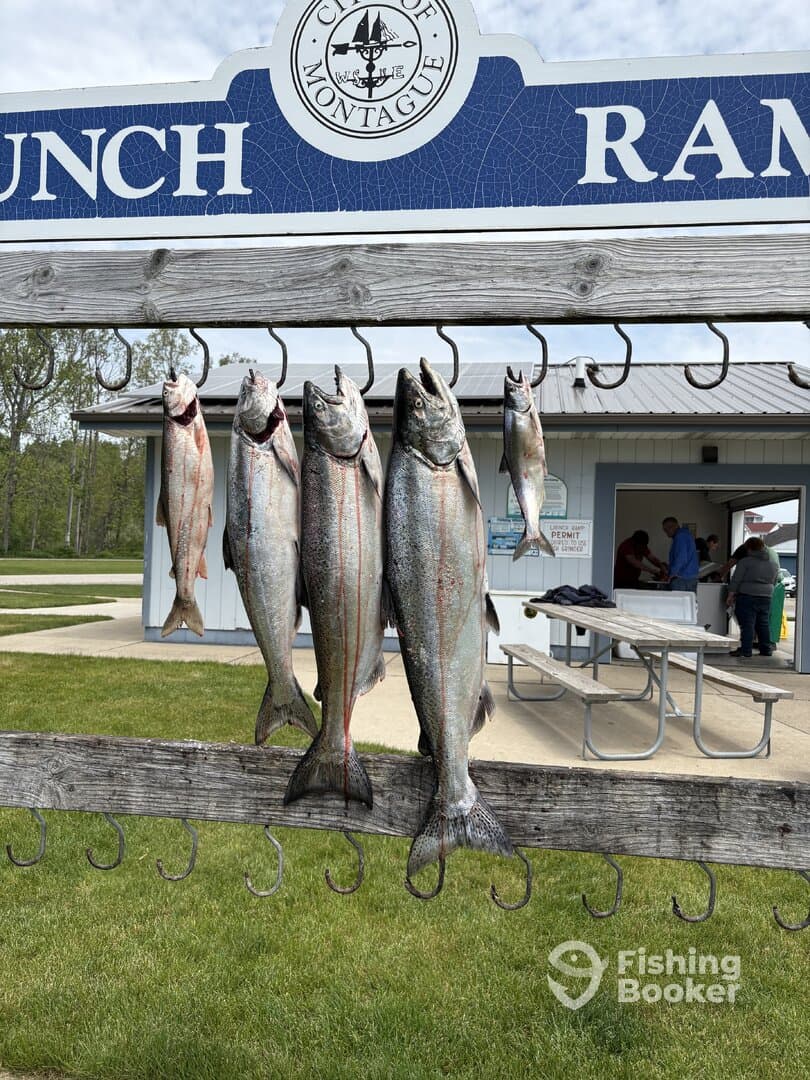 A display of freshly caught fish, likely Salmon, hanging on a board at a fishing ramp in Montague, showcasing a successful fishing trip.
