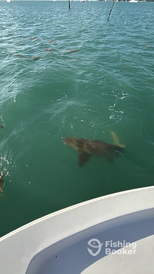 A large fish is seen swimming near the boat, showcasing an active fishing environment in clear waters.