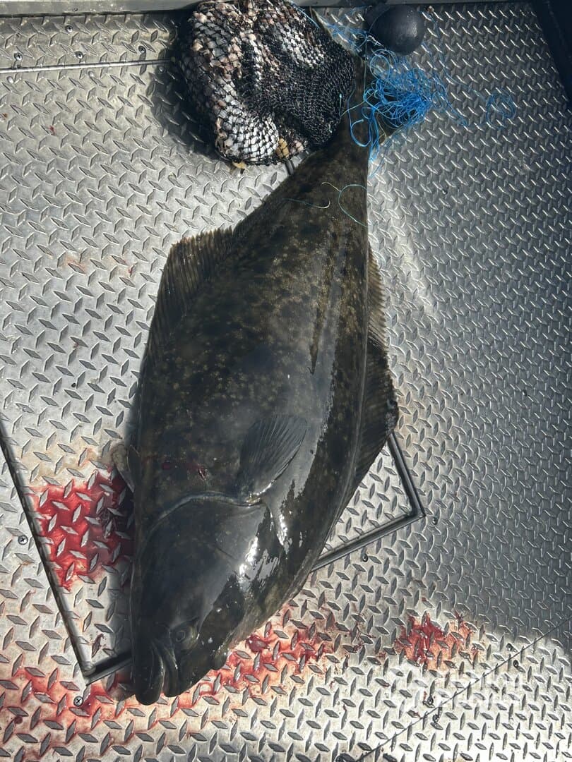 A large Halibut displayed on a metal surface, showcasing the catch after a successful fishing trip.
