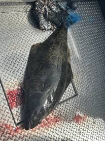 A large Halibut displayed on a metal surface, showcasing the catch after a successful fishing trip.