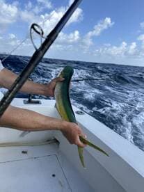 An angler reeling in a vibrant Mahi Mahi while fishing offshore, showcasing the excitement of a deep-sea fishing adventure.