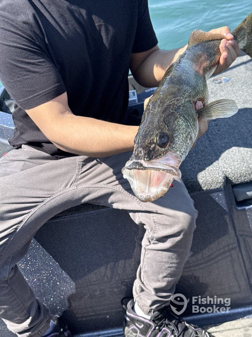 Angler proudly displaying a large Walleye while fishing on a boat.