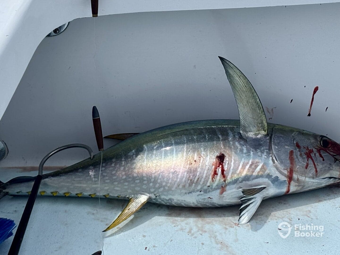 Caught my first yellowfin tuna! 