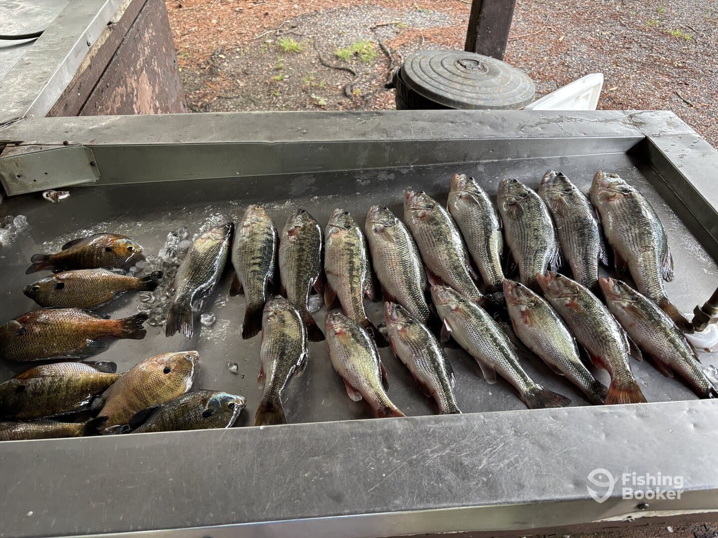 A variety of freshly caught fish, including bass and tilapia, displayed on a fillet table, showcasing a successful fishing trip.