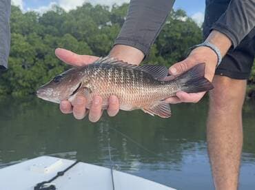 Angler proudly displaying a freshly caught Snapper while fishing in a mangrove area.