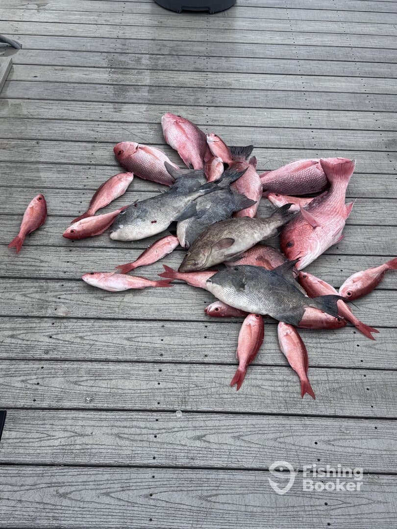 A variety of fish including Snapper and Grouper laid out on a dock, showcasing a successful fishing trip.