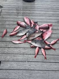 A variety of fish including Snapper and Grouper laid out on a dock, showcasing a successful fishing trip.