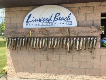 A display of freshly caught Walleye arranged on a board at Linwood Beach Marina, showcasing a successful fishing trip.