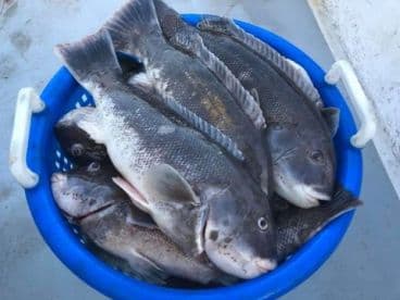 A collection of freshly caught fish, likely Snapper, stored in a blue bucket on the deck of a fishing boat.