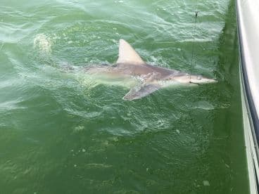 A shark is being reeled in during a fishing trip, showcasing the excitement of deep-sea fishing in green waters.