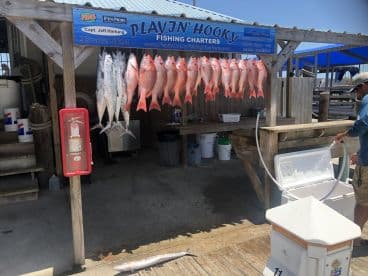 A variety of fish, including Snapper, displayed on a catch board at a fishing charter dock, with a crew member preparing to clean the catch.