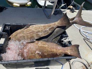 Two large Grouper fish stored in a cooler with ice, ready for processing after a successful fishing trip.