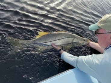 An angler carefully releasing a large Snook back into the water during a fishing trip, showcasing the catch and responsible fishing practices.