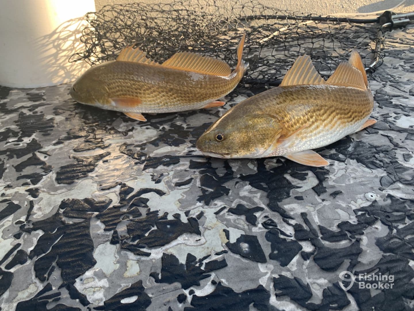 Two Redfish displayed on a boat deck, showcasing a successful catch during a fishing trip.