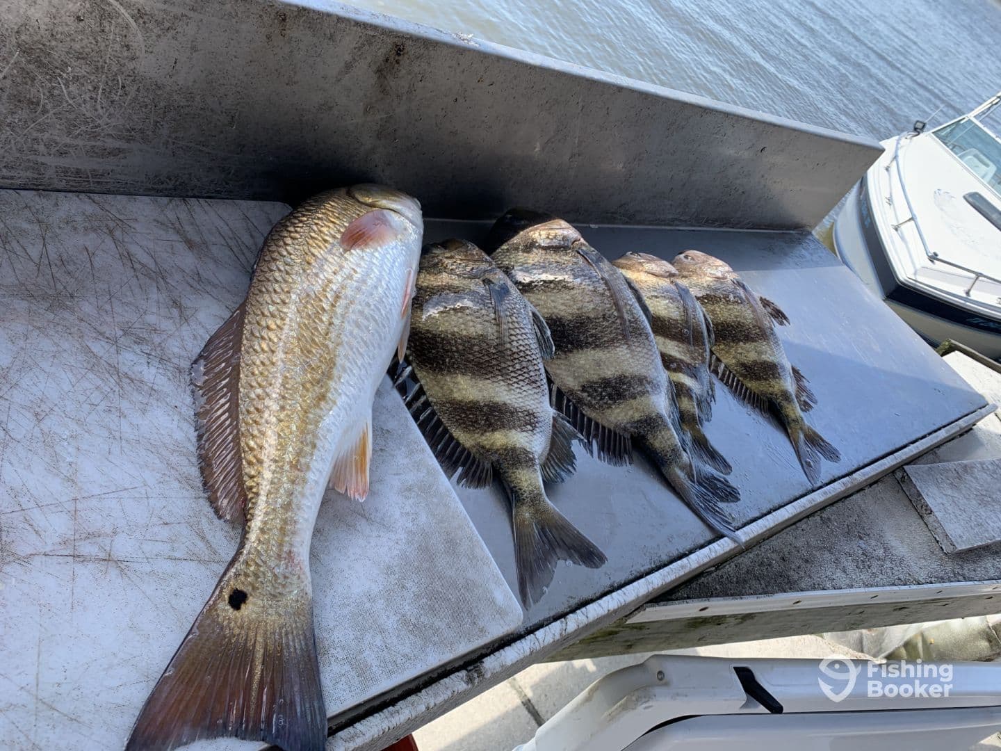 A selection of freshly caught fish, including striped bass, displayed on a cleaning station at the dock, with a boat visible in the background.