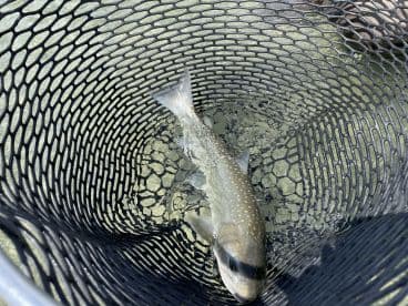 A single fish resting in a net, showcasing the catch from a fishing trip in clear waters.