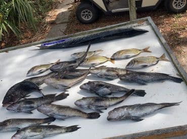A variety of fish including black bass and striped bass displayed on a cleaning table after a successful fishing trip.