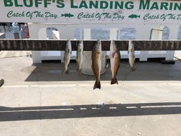 A selection of Redfish and Speckled Trout displayed on a catch board at Bluff's Landing Marina, showcasing a successful fishing trip.