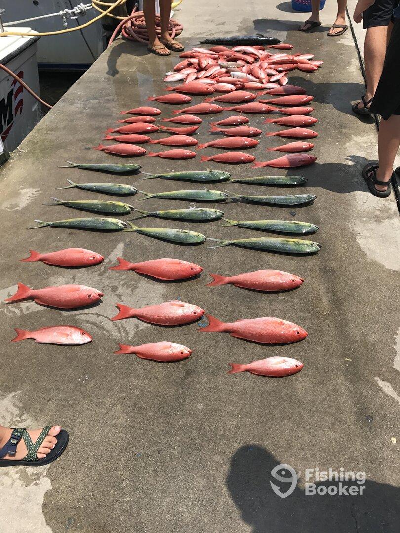 Half day trip w/ captain Brandon