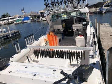 A variety of fish displayed on a catch board at the back of a fishing boat, docked at a marina, showcasing a successful day on the water.