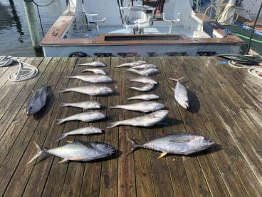 A variety of fish, including several species of snapper and a large tuna, displayed on a dock after a successful fishing trip.