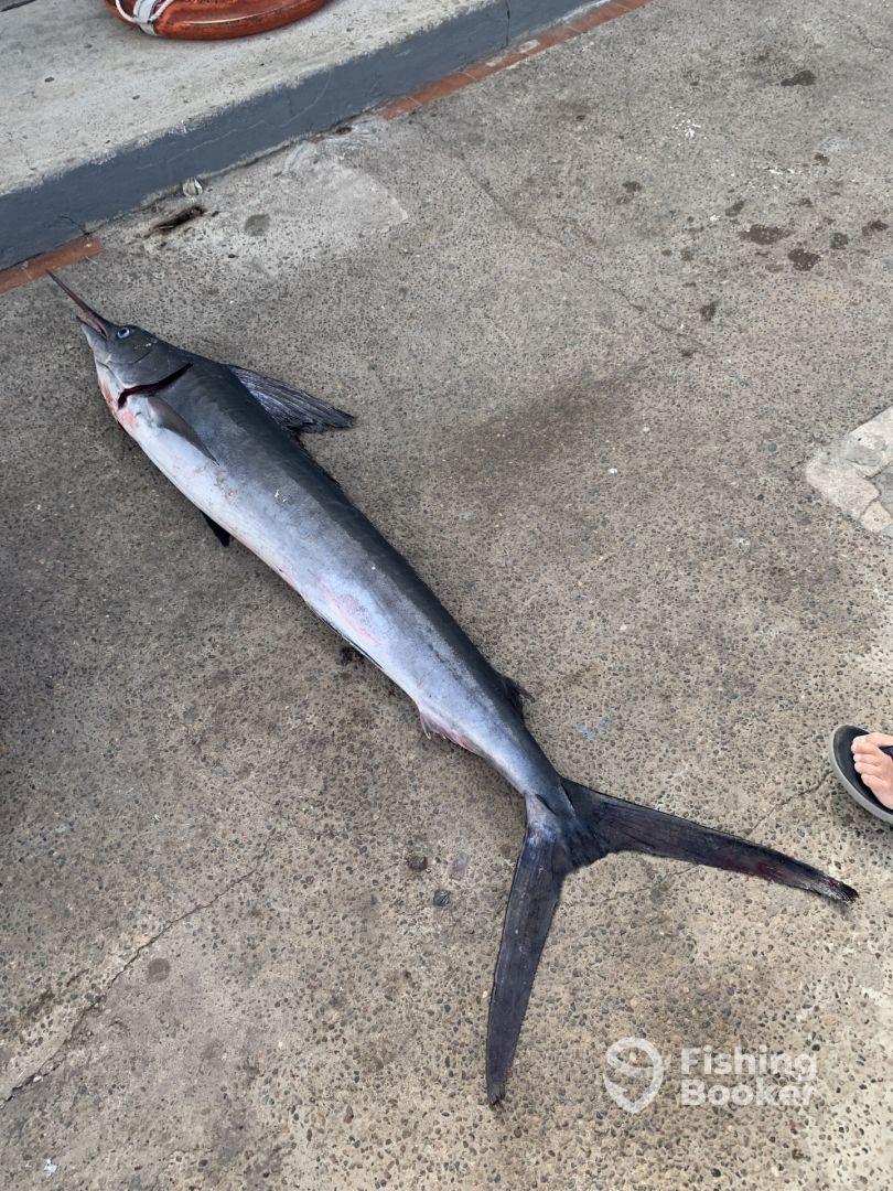 Full Day White marlin 