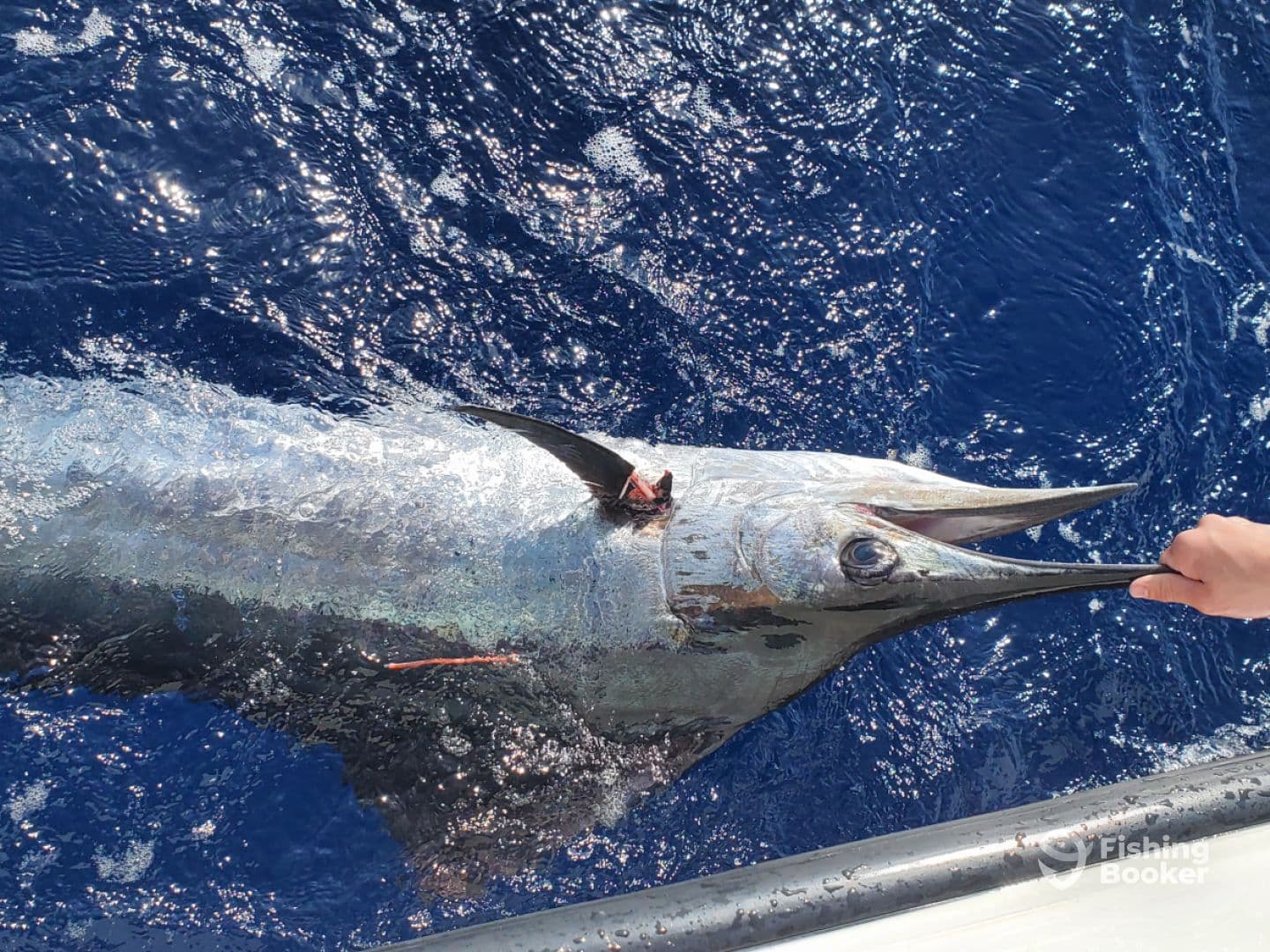 An angler actively reeling in a large Marlin in deep blue waters, showcasing the thrill of sport fishing.