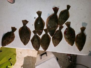 A neat arrangement of ten Flounder laid out on a table, showcasing a successful fishing trip.
