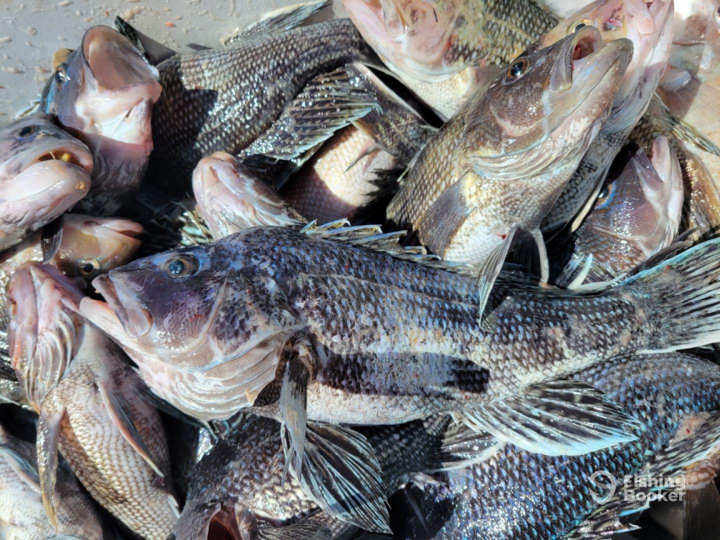 Fishing for sea bass