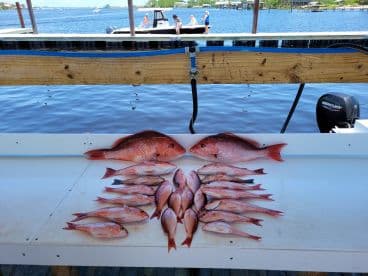 A variety of Snapper species displayed on a cleaning table at the dock, showcasing a successful fishing trip.