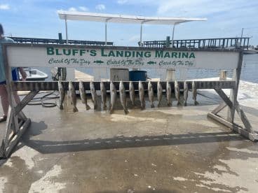 A display of freshly caught Speckled Trout arranged on a catch board at Bluff's Landing Marina, showcasing a successful fishing trip.