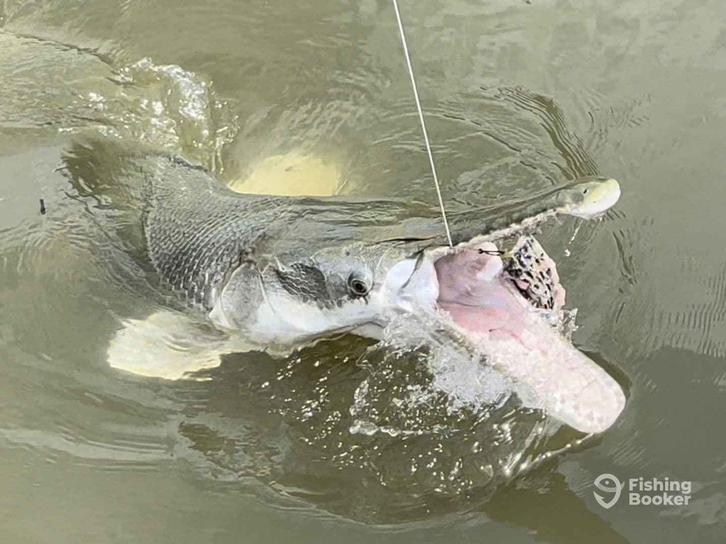 A large Snook is leaping out of the water while being reeled in, showcasing the excitement of inshore fishing.