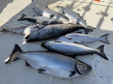 A variety of salmon species displayed on a boat's deck, showcasing a successful fishing trip.