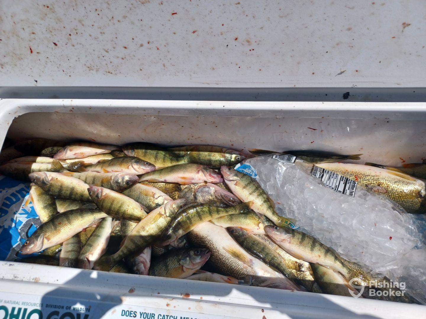 A cooler filled with freshly caught Yellow Perch, showcasing a successful fishing trip.