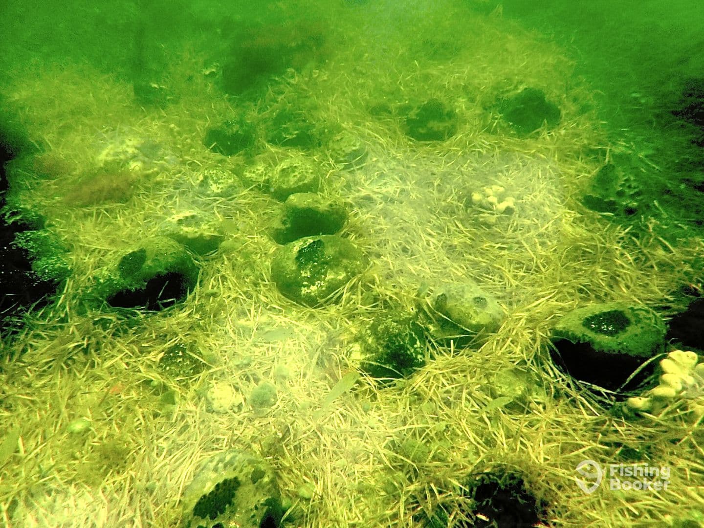 Underwater scene featuring rocks and seagrass, lacking clear subject matter related to fishing.