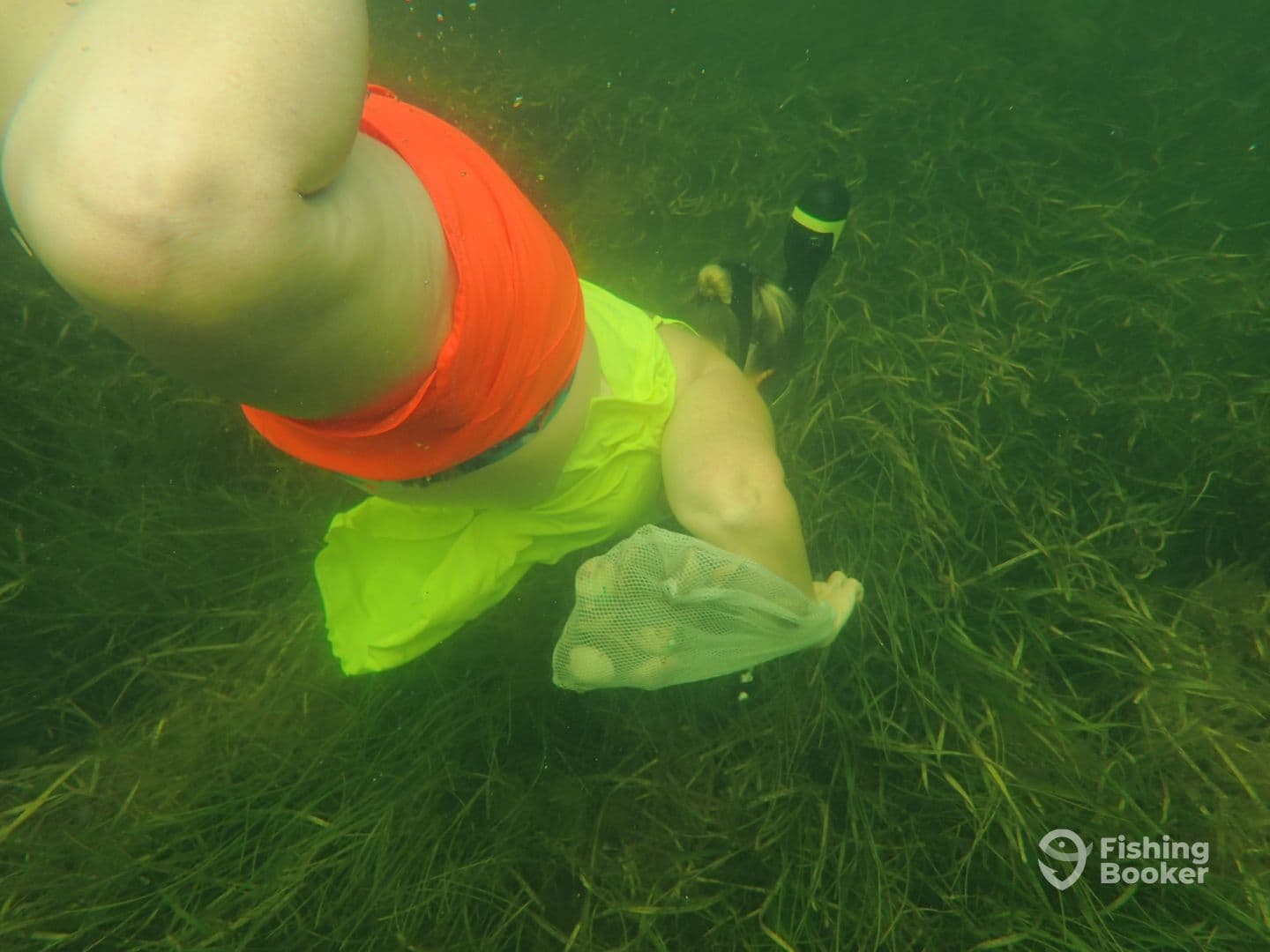 An underwater shot of a person in bright swimwear, possibly engaged in snorkeling or collecting marine life in a grassy seafloor environment.