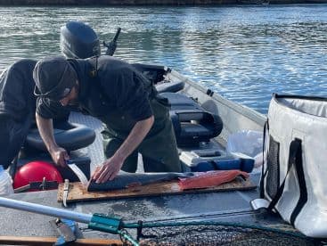A fisherman filleting a freshly caught salmon on a boat, showcasing the fishing process in a scenic waterway.